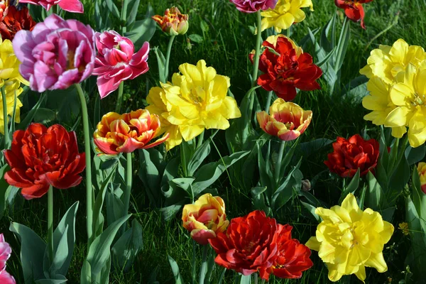 Güzel, koyu sarı, kırmızı, mor, cran-siyah, kırmızı-sarı, pembe-beyaz, mor-beyaz çiçek açan laleler. Dnipro, Ukrayna sokaklarında büyüyen parlak çiçeklerin neşeli bahar arkaplanı.
