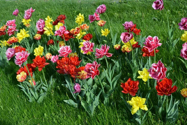 Güzel, koyu sarı, kırmızı, mor, cran-siyah, kırmızı-sarı, pembe-beyaz, mor-beyaz çiçek açan laleler. Dnipro, Ukrayna sokaklarında büyüyen parlak çiçeklerin neşeli bahar arkaplanı.