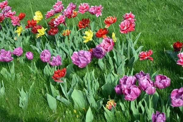 Belles Tulipes Pleines Colorées Jaune Rouge Violet Noir Rouge Jaune — Photo