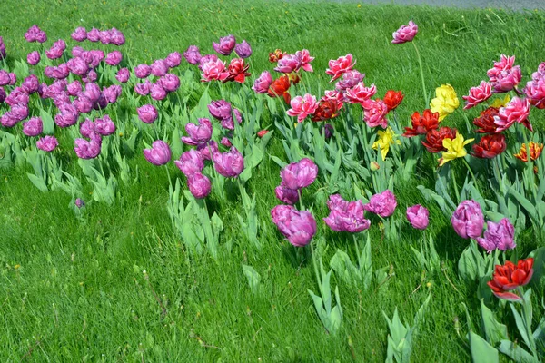 Güzel, koyu sarı, kırmızı, mor, cran-siyah, kırmızı-sarı, pembe-beyaz, mor-beyaz çiçek açan laleler. Dnipro, Ukrayna sokaklarında büyüyen parlak çiçeklerin neşeli bahar arkaplanı.