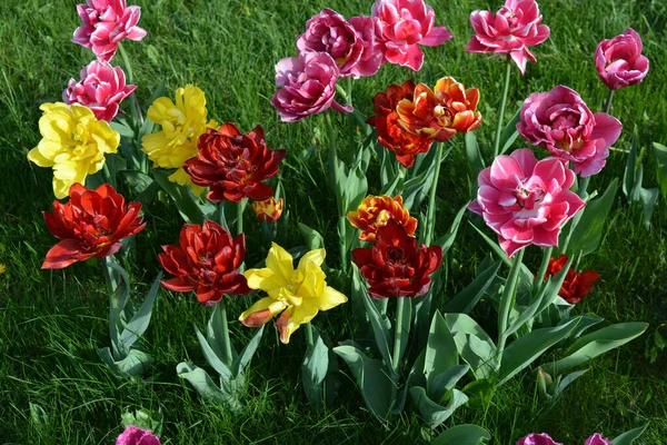 Güzel, koyu sarı, kırmızı, mor, cran-siyah, kırmızı-sarı, pembe-beyaz, mor-beyaz çiçek açan laleler. Dnipro, Ukrayna sokaklarında büyüyen parlak çiçeklerin neşeli bahar arkaplanı.