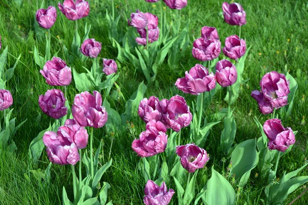 Élégantes Tulipes Violettes Délicates Poussant Dans Les Plates Bandes Avenue — Photo