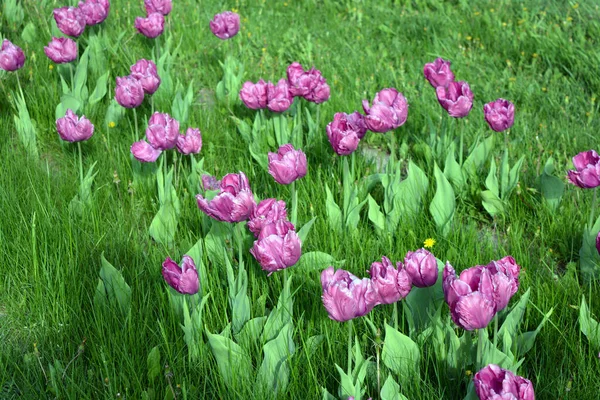 Ukrayna 'nın Dnipro şehrinin çiçek tarhında yetişen zarif mor laleler. Çok sayıda çiçek açan parlak bir bahar arkaplanı.