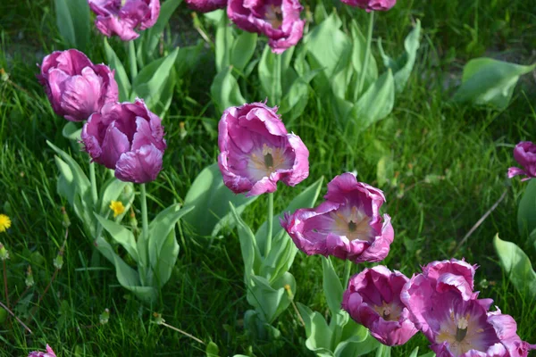 Elegant Delicate Purple Tulips Growing Flowerbeds Avenue City Dnipro Ukraine — стокове фото