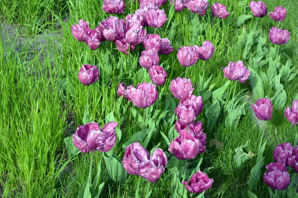 Elegant Delicate Purple Tulips Growing Flowerbeds Avenue City Dnipro Ukraine — стокове фото