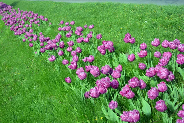 Ukrayna 'nın Dnipro şehrinin çiçek tarhında yetişen zarif mor laleler. Çok sayıda çiçek açan parlak bir bahar arkaplanı.
