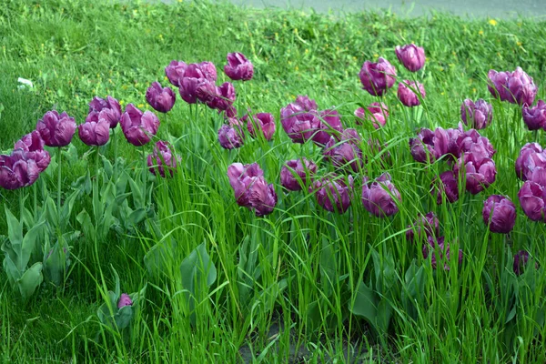 Elegant Delicate Purple Tulips Growing Flowerbeds Avenue City Dnipro Ukraine — стокове фото