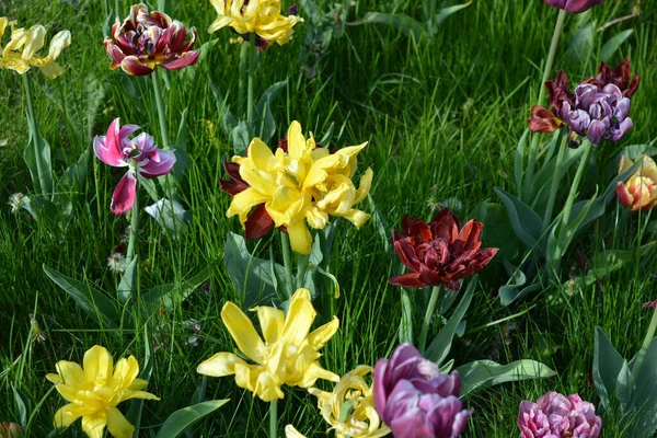 Güzel, koyu sarı, kırmızı, mor, cran-siyah, kırmızı-sarı, pembe-beyaz, mor-beyaz çiçek açan laleler. Dnipro, Ukrayna sokaklarında büyüyen parlak çiçeklerin neşeli bahar arkaplanı.