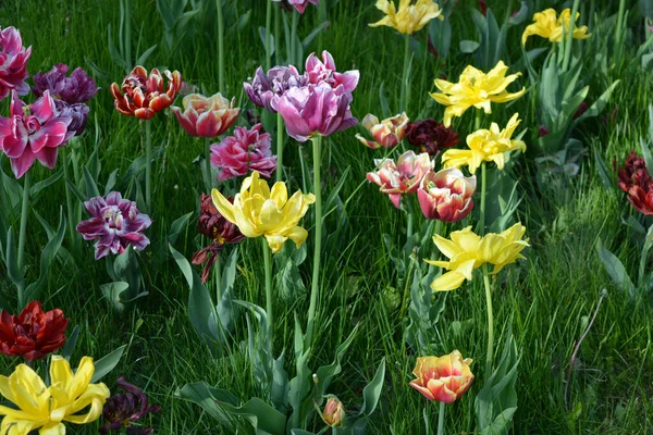 Güzel, koyu sarı, kırmızı, mor, cran-siyah, kırmızı-sarı, pembe-beyaz, mor-beyaz çiçek açan laleler. Dnipro, Ukrayna sokaklarında büyüyen parlak çiçeklerin neşeli bahar arkaplanı.