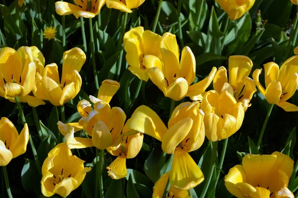 Parlak sarı laleler, Ukrayna 'nın Dnipro şehrinde büyüyen bahar bitkileri. Yeşil çimenlikteki sarı çiçeklerle alışılmadık bahar arkaplanı.