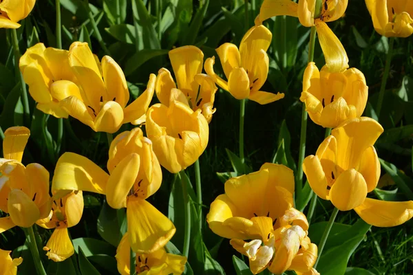 Bright Radiant Yellow Tulips Spring Plants Growing Avenue City Dnipro — стокове фото