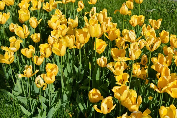 Parlak sarı laleler, Ukrayna 'nın Dnipro şehrinde büyüyen bahar bitkileri. Yeşil çimenlikteki sarı çiçeklerle alışılmadık bahar arkaplanı.