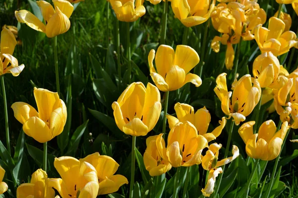 Bright Radiant Yellow Tulips Spring Plants Growing Avenue City Dnipro — стокове фото