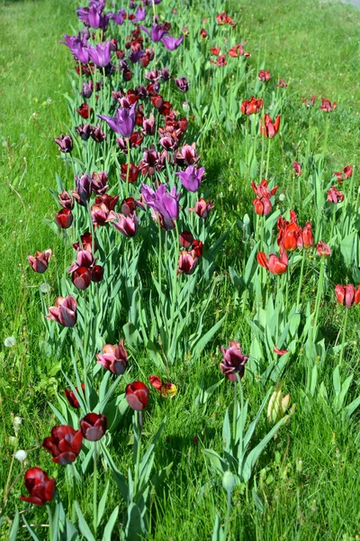 Unusual Specific Large Purple Red Black Pink Tulips Growing Green — Stock Photo, Image