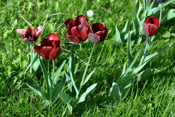 Gagarin Caddesi, Dnipro Şehri, Ukrayna 'da büyüyen parlak koyu kırmızı laleler..