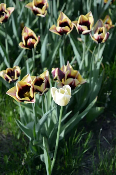 Незвичайні Немислимі Фіолетові Тюльпани Жовтим Вигином Пелюстках Одним Білим Тюльпаном — стокове фото