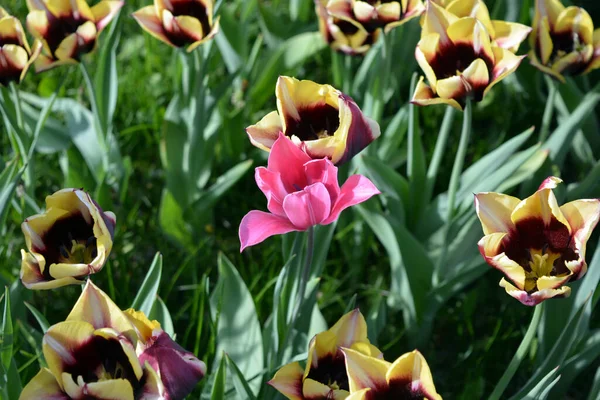 Unusual Unimaginable Purple Tulips Yellow Edging Petals One Pink Tulip — 스톡 사진