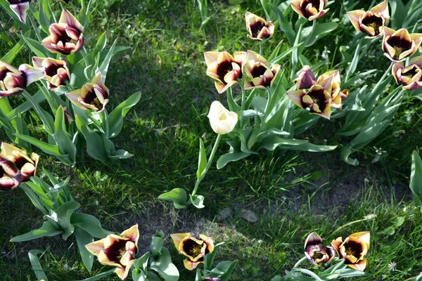 Unusual Unimaginable Purple Tulips Yellow Edging Petals One White Tulip — стокове фото