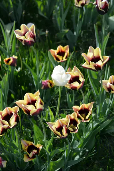 Unusual Unimaginable Purple Tulips Yellow Edging Petals One White Tulip — стокове фото