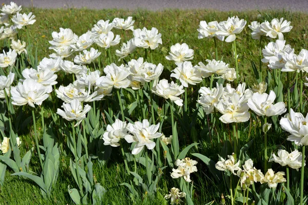 White Fresh Festive Wedding Tulips Spring Fabulous Plants Sea Blooming — стокове фото