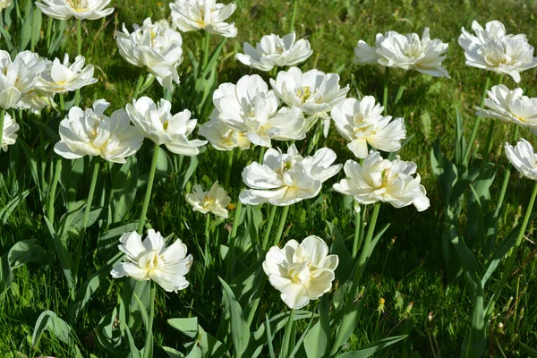 White Fresh Festive Wedding Tulips Spring Fabulous Plants Sea Blooming — стокове фото