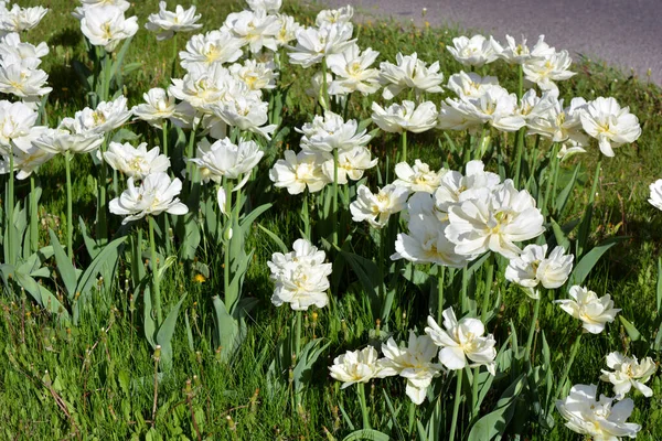 White Fresh Festive Wedding Tulips Spring Fabulous Plants Sea Blooming — стокове фото