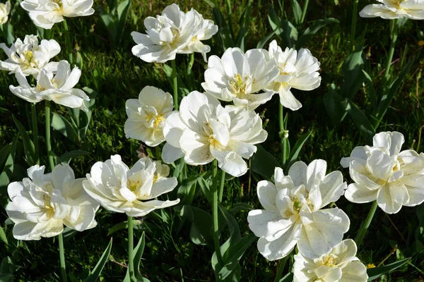 White Fresh Festive Wedding Tulips Spring Fabulous Plants Sea Blooming — стокове фото