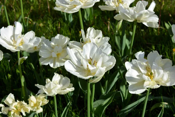 White Fresh Festive Wedding Tulips Spring Fabulous Plants Sea Blooming — стокове фото