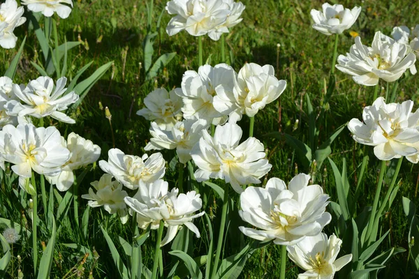 White Fresh Festive Wedding Tulips Spring Fabulous Plants Sea Blooming — стокове фото