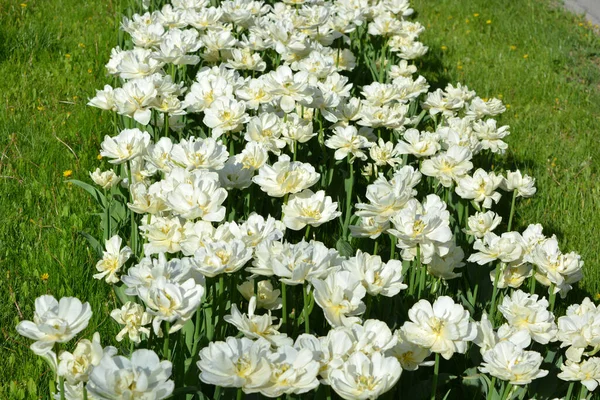 Білі Свіжі Святкові Весільні Тюльпани Весняні Казкові Рослини Море Квітучих — стокове фото