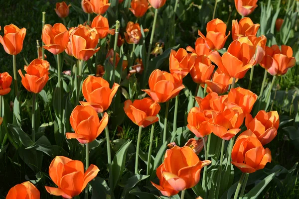 Parlak güneş tarafından aydınlatılmış güzel turuncu laleler, ilginç çiçeklerle dolu bahar arkaplanı. Dnipro Bulvarı, Ukrayna 'da yeşil çimenler var..