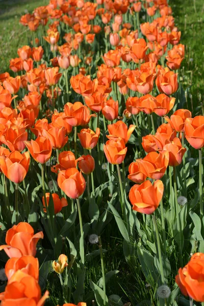 Parlak güneş tarafından aydınlatılmış güzel turuncu laleler, ilginç çiçeklerle dolu bahar arkaplanı. Dnipro Bulvarı, Ukrayna 'da yeşil çimenler var..