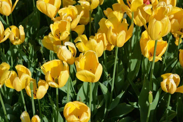 Bright Radiant Yellow Tulips Spring Plants Growing Avenue City Dnipro — Stock Photo, Image