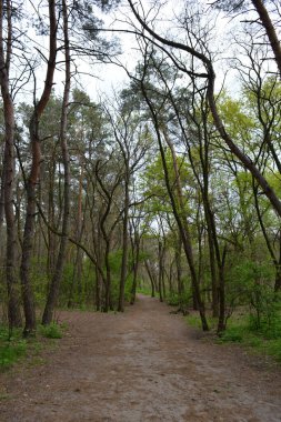 Yeşil, ilginç ve esrarengiz çam yaprağı ormanları eski, büyük, uzun ağaçlar, çam ağaçları, köknar ağaçları, yeşil çimenler ve çiğnenmiş kum köpekleri, yollar..