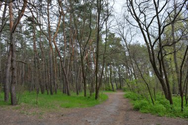 Yeşil, ilginç ve esrarengiz çam yaprağı ormanları eski, büyük, uzun ağaçlar, çam ağaçları, köknar ağaçları, yeşil çimenler ve çiğnenmiş kum köpekleri, yollar..