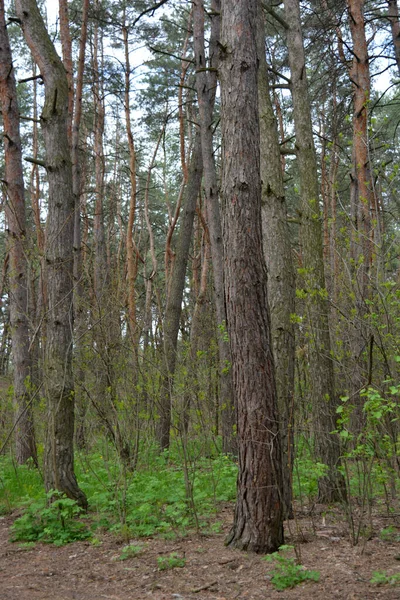 Zielony Ciekawy Tajemniczy Las Sosnowo Liściasty Starymi Dużymi Wysokimi Drzewami — Zdjęcie stockowe