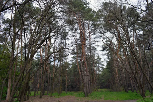 翠绿的 有趣的 神秘的松树落叶森林 长满了高大的古树 冷杉树 绿草和被践踏的沙堆 — 图库照片