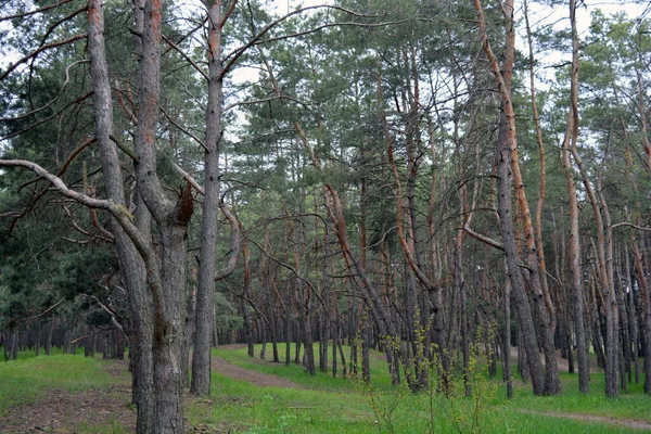 Grön Intressant Och Mystisk Talllövskog Med Gamla Stora Höga Träd — Stockfoto