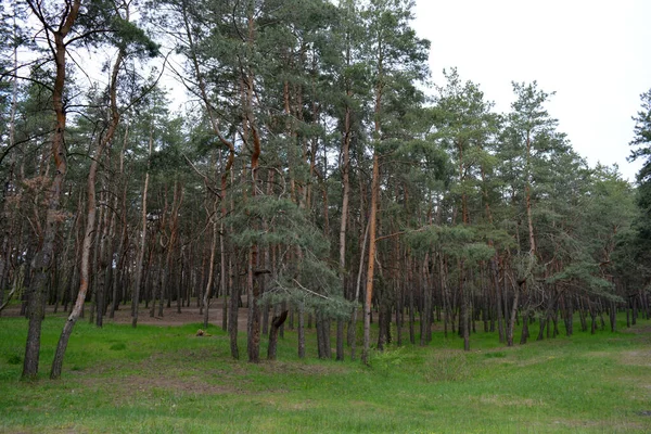 Bosque Verde Pino Caducifolio Con Viejos Árboles Grandes Altos Pinos —  Fotos de Stock