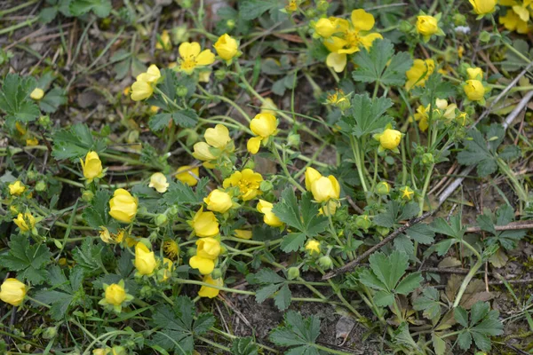 在松树林中生长着明亮的 难忘的 有趣的 黄色的小花 开绿黄色的植物 花的背景 — 图库照片