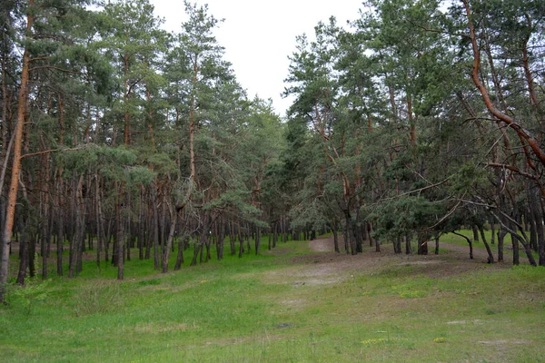 Groen Interessant Mysterieus Dennenloofbos Met Oude Grote Hoge Bomen Dennen — Stockfoto