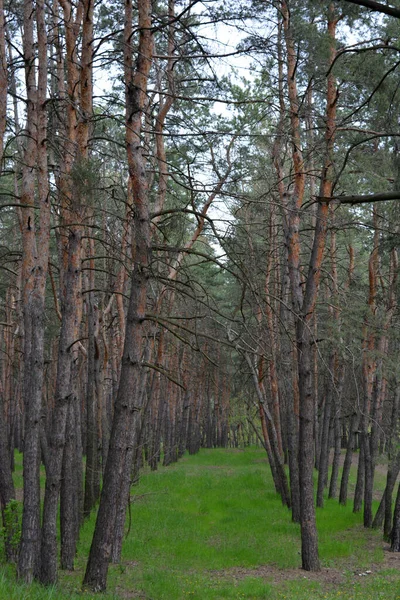 Forêt Verte Intéressante Mystérieuse Pins Feuilles Caduques Avec Vieux Grands — Photo