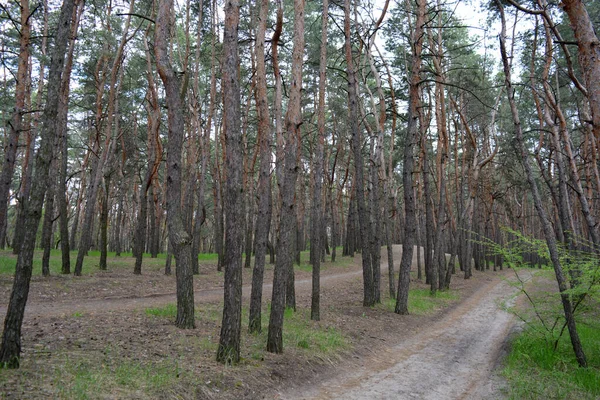 Зелений Цікавий Загадковий Сосново Листяний Ліс Старими Великими Високими Деревами — стокове фото