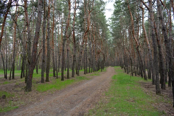 Bosco Verde Interessante Misterioso Pini Decidui Con Vecchi Grandi Alberi — Foto Stock