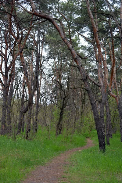 Bosque Verde Interesante Misterioso Pino Deciduo Con Viejos Árboles Grandes —  Fotos de Stock
