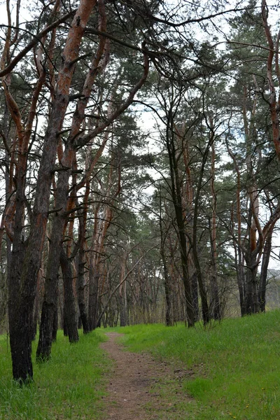 Groen Interessant Mysterieus Dennenloofbos Met Oude Grote Hoge Bomen Dennen — Stockfoto