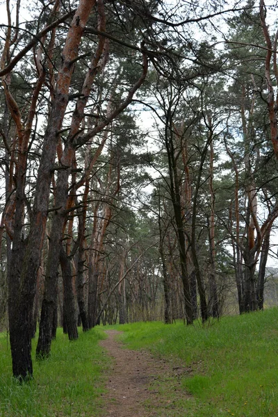 Zielony Ciekawy Tajemniczy Las Sosnowo Liściasty Starymi Dużymi Wysokimi Drzewami — Zdjęcie stockowe