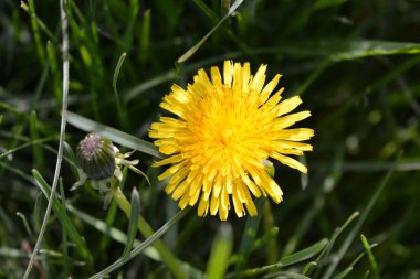 Güneşin altında büyüyen parlak sarı karahindibalar. Güzel çiçek açan arka plan, büyük çiçekler..