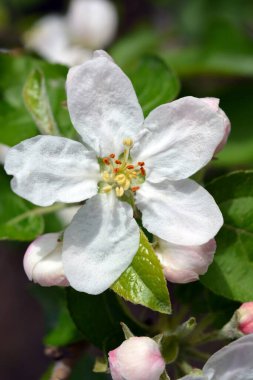 Güneşin parlak ışınlarıyla aydınlatılan çiçek açan bir elma ağacının güzel büyük beyaz tomurcukları..