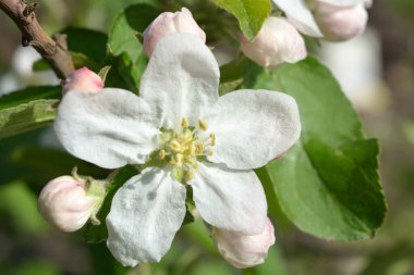 Güneşin parlak ışınlarıyla aydınlatılan çiçek açan bir elma ağacının güzel büyük beyaz tomurcukları..